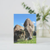 Niedliche Kühe in Österreich Postkarte (Stehend Vorderseite)