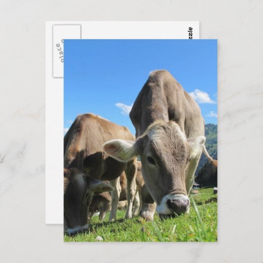 Niedliche Kühe in Österreich Postkarte (Vorne/Hinten)