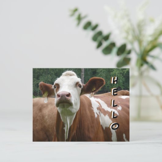 Niedliche Kuhkruste. Hallo Postkarte (Stehend Vorderseite)