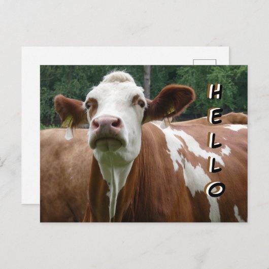 Niedliche Kuhkruste. Hallo Postkarte (Vorne/Hinten)