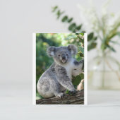 Niedliche, kuschelige australische Koala Postkarte (Stehend Vorderseite)