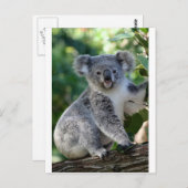 Niedliche, kuschelige australische Koala Postkarte (Vorne/Hinten)