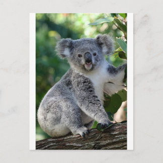 Niedliche, kuschelige australische Koala Postkarte