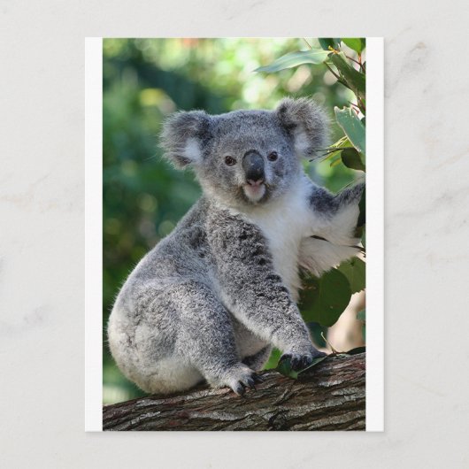 Niedliche, kuschelige australische Koala Postkarte (Vorderseite)
