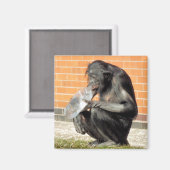 NIEDLICHE KWIMP MAGNET (Vorderseite/Rückseite)