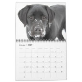 Niedliche Labradoren - Schwarzer Labrador Retrieve Kalender (Jan 2027)