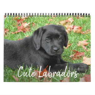 Niedliche Labradoren - Schwarzer Labrador Retrieve Kalender