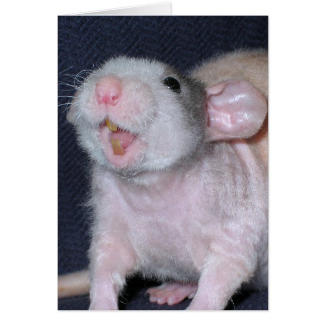 Niedliche Lächeln Ratte (Vorne)