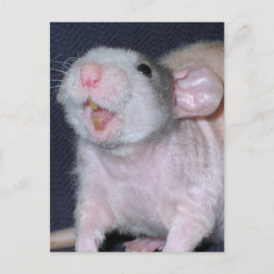 Niedliche Lächeln Ratte Postkarte