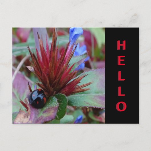 Niedliche Ladybug Cust. Text-HELLO-Postkarte Postkarte (Vorderseite)
