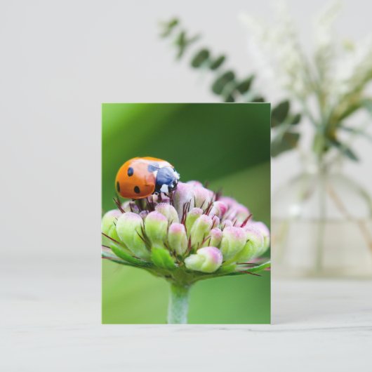 Niedliche Ladybug Postkarte (Stehend Vorderseite)