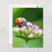 Niedliche Ladybug Postkarte (Vorne/Hinten)