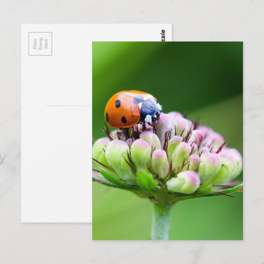 Niedliche Ladybug Postkarte (Vorne/Hinten)