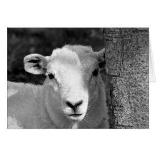 NIEDLICHE LAMB-Karte
