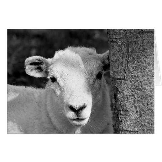 NIEDLICHE LAMB-Karte (Vorderseite (Horizontal))