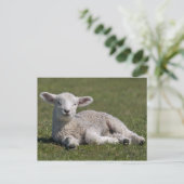 Niedliche Lamm-Postkarte Postkarte (Stehend Vorderseite)