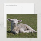 Niedliche Lamm-Postkarte Postkarte (Vorne/Hinten)