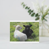 Niedliche Lämmer in Schwarz und Weiß Postkarte (Stehend Vorderseite)