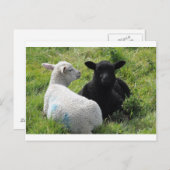 Niedliche Lämmer in Schwarz und Weiß Postkarte (Vorne/Hinten)