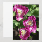 Niedliche lila Tulpen im Garten (Vorne/Hinten)