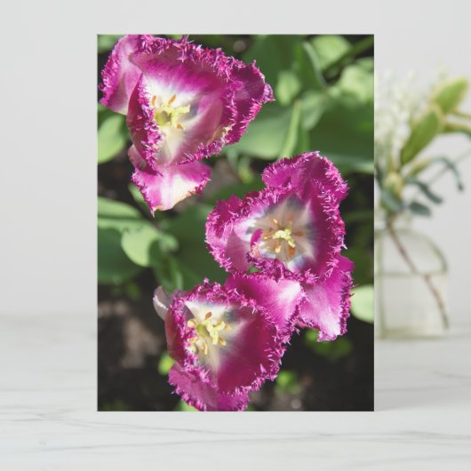 Niedliche lila Tulpen im Garten (Stehend Vorderseite)
