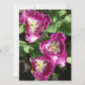 Niedliche lila Tulpen im Garten (Vorderseite)