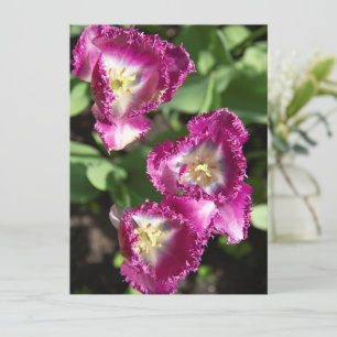 Niedliche lila Tulpen im Garten