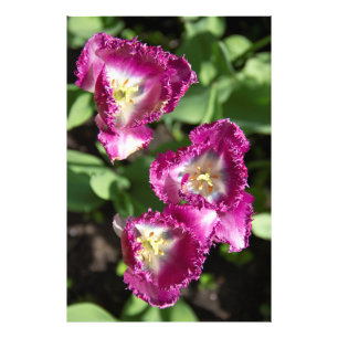 Niedliche lila Tulpen im Garten Fotodruck