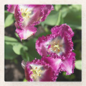Niedliche lila Tulpen im Garten Glasuntersetzer (Vorderseite)