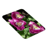 Niedliche lila Tulpen im Garten Magnet (Rechte Seite)