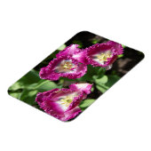 Niedliche lila Tulpen im Garten Magnet (Linke Seite)