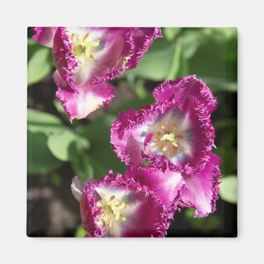 Niedliche lila Tulpen im Garten Magnet (Vorne)