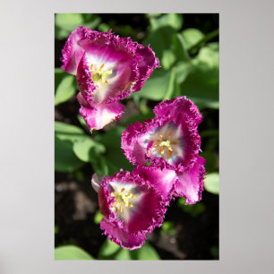 Niedliche lila Tulpen im Garten Poster