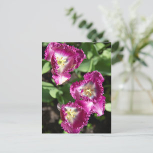 Niedliche lila Tulpen im Garten Postkarte
