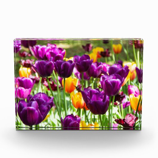 Niedliche lila und gelbe Tulpen Fotoblock (Vorderseite)