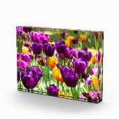 Niedliche lila und gelbe Tulpen Fotoblock (Rechts)