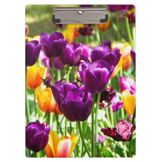 Niedliche lila und gelbe Tulpen Klemmbrett (Vorderseite)