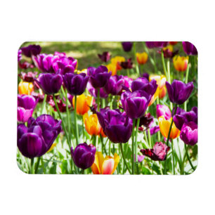 Niedliche lila und gelbe Tulpen Magnet