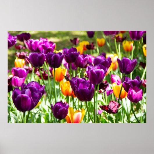 Niedliche lila und gelbe Tulpen Poster (Vorne)
