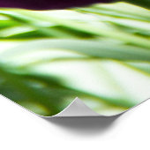 Niedliche lila und gelbe Tulpen Poster (Ecke)