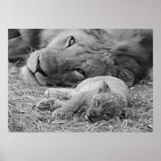 Niedliche Lion-Cub-Ruhigstellung mit dem Vater Poster (Vorne)