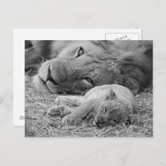 Niedliche Lion-Cub-Ruhigstellung mit dem Vater Postkarte (Vorne/Hinten)