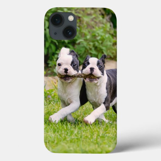 Niedliche lustige Boston Terrier Hunde spielen - Case-Mate iPhone Hülle (Rückseite)