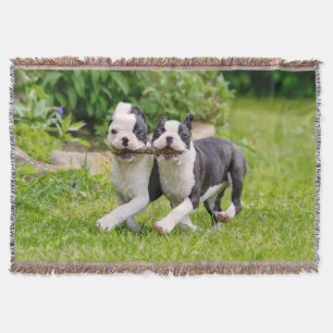 Niedliche lustige Boston Terrier Hunde spielen - Decke