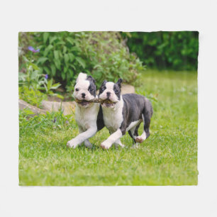 Niedliche lustige Boston Terrier Hunde spielen - Fleecedecke