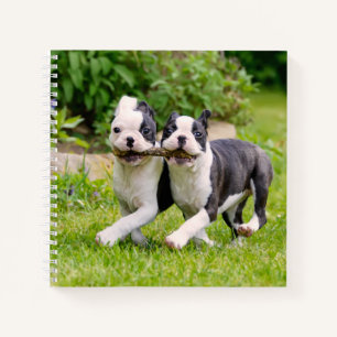 Niedliche lustige Boston Terrier Hunde spielen - Notizblock