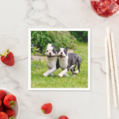 Niedliche lustige Boston Terrier Hunde spielen - Serviette (Beispiel)
