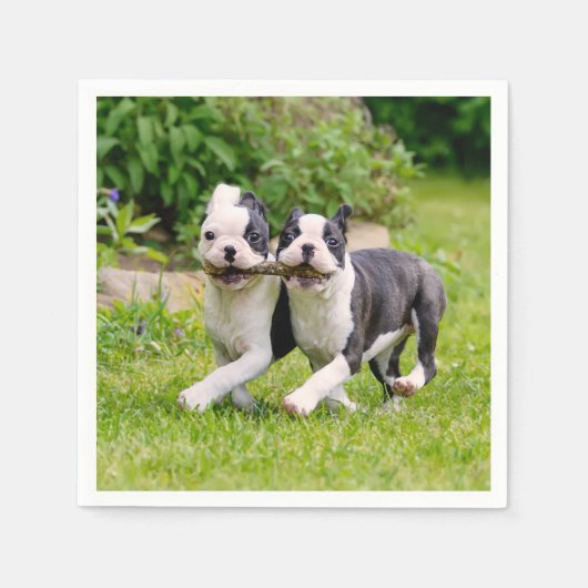 Niedliche lustige Boston Terrier Hunde spielen - Serviette (Vorderseite)