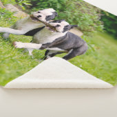 Niedliche lustige Boston Terrier Hunde spielen - Sherpadecke (3/4)