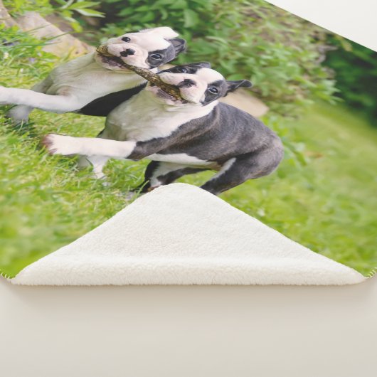 Niedliche lustige Boston Terrier Hunde spielen - Sherpadecke (3/4)